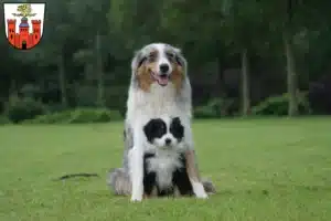 Mehr über den Artikel erfahren Australian Shepherd Züchter und Welpen in Pirmasens