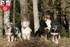 Mehr über den Artikel erfahren Australian Shepherd Züchter und Welpen in Ratingen