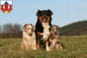 Mehr über den Artikel erfahren Australian Shepherd Züchter und Welpen in Ratzeburg