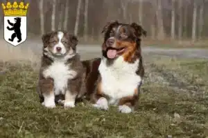 Mehr über den Artikel erfahren Australian Shepherd Züchter und Welpen in Reinickendorf