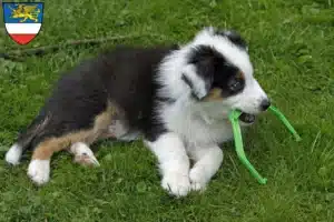 Mehr über den Artikel erfahren Australian Shepherd Züchter und Welpen in Rostock