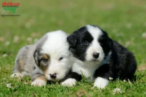 Mehr über den Artikel erfahren Australian Shepherd Züchter und Welpen im Ruhrgebiet