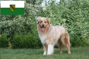 Mehr über den Artikel erfahren Australian Shepherd Züchter und Welpen in Sachsen