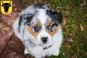 Mehr über den Artikel erfahren Australian Shepherd Züchter und Welpen in Uri