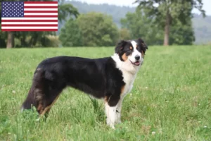 Mehr über den Artikel erfahren Australian Shepherd Züchter und Welpen in den USA