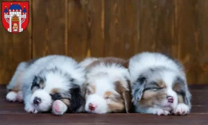 Mehr über den Artikel erfahren Australian Shepherd Züchter und Welpen in Vechta