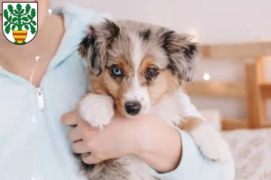 Mehr über den Artikel erfahren Australian Shepherd Züchter und Welpen in Westerstede