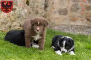 Mehr über den Artikel erfahren Australian Shepherd Züchter und Welpen in Wetzlar