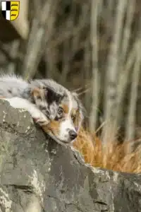 Mehr über den Artikel erfahren Australian Shepherd Züchter und Welpen im Zollernalbkreis