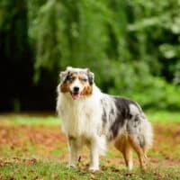 Blue Merle Australian Shepherd Deckrüde "Clark" ASCA & FCI Papiere www.YellowstoneAussies.de