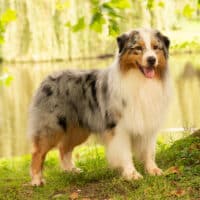 Blue Merle Australian Shepherd Deckrüde "Quinn" ASCA & FCI Papiere www.YellowstoneAussies.de