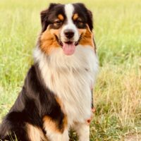 Black Tri Australian Shepherd Deckrüde "Koda" ASCA & FCI Papiere www.YellowstoneAussies.de