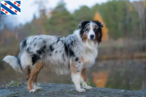 Mehr über den Artikel erfahren Australian Shepherd Züchter und Welpen in Friesland