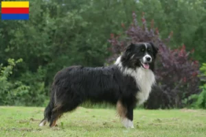 Mehr über den Artikel erfahren Australian Shepherd Züchter und Welpen in Nordholland