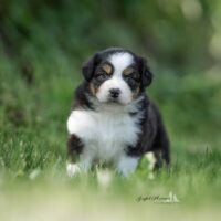 Australian Shepherd Welpe Hündin (ASCA)