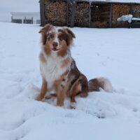 Australian shepherd sucht...