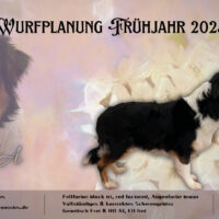 Wurfplanung Frühjahr 2025 Australian Shepherd Welpen