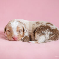 Red Merle Aussie Welpen - Hündin und Rüde - mit ASCA Papieren - ab Oktober Besuchstermine möglich