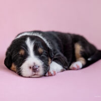 Black Tri Welpen - Rüde und Hündin - Australian Shepherd mit ASCA Papieren - geboren 09/2024